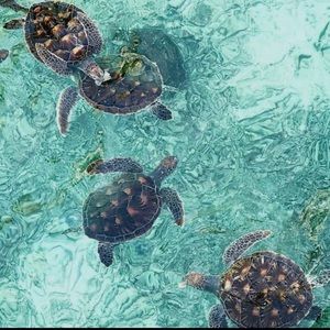 Meet your Posher, Mackenzie